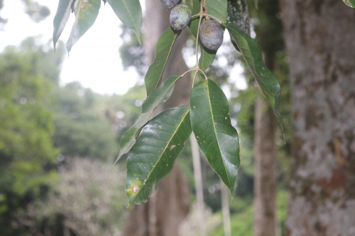 Canarium indicum L.